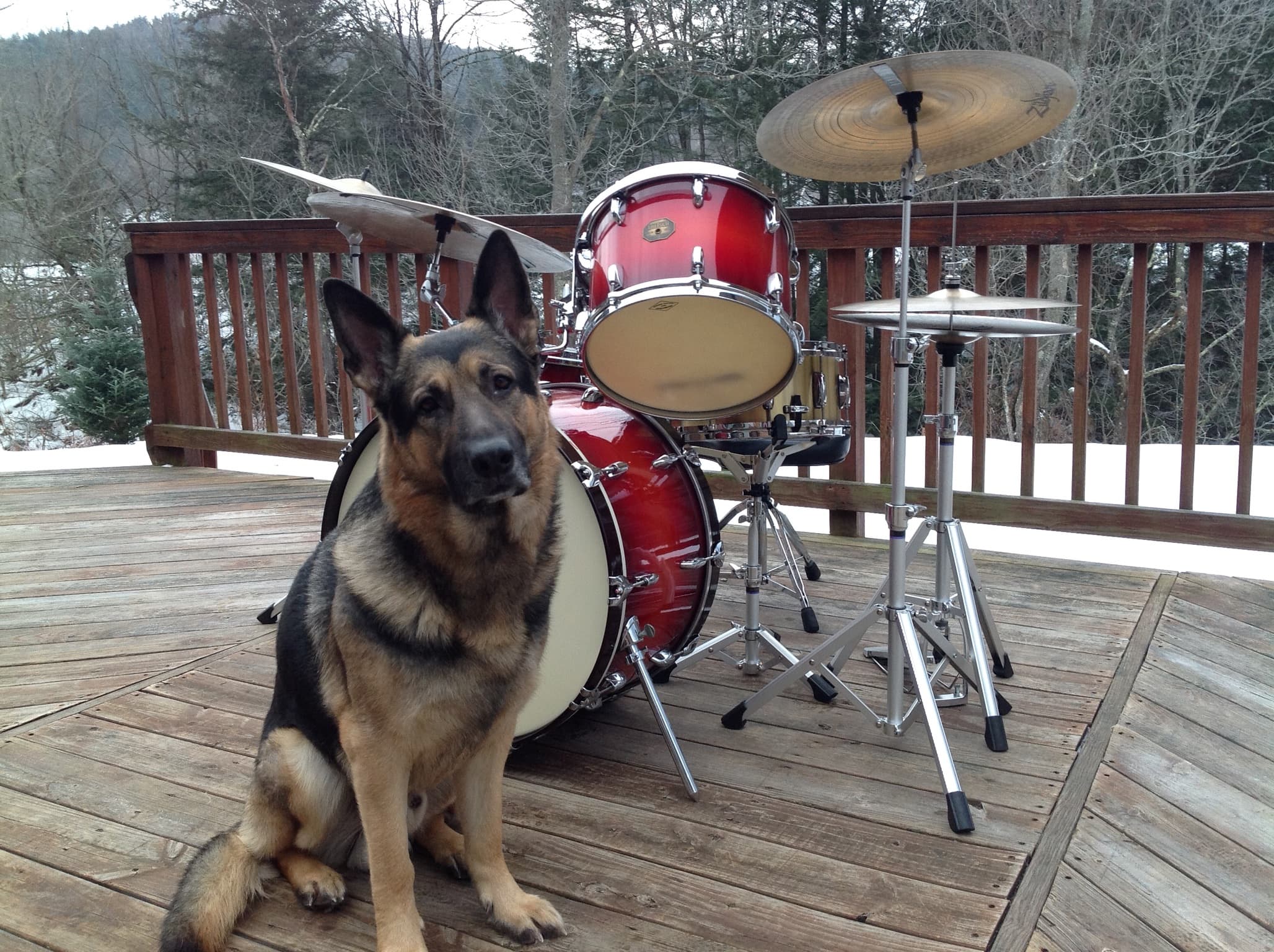 German Shepherd at drumkit